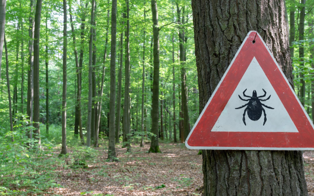 Aggressive Human-biting Tick Invades Connecticut Area